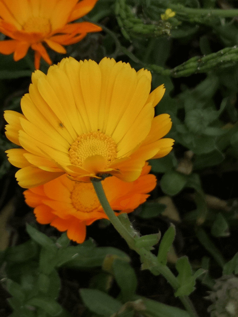 Fortalecer la autoestima