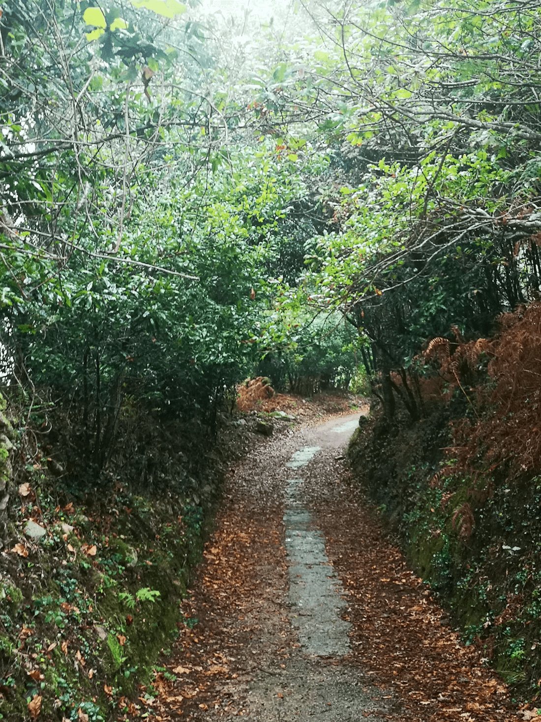 Introducción a la Practica de la meditación